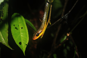 A snake of the racer family, chironius with a dark brown greenish coloration and a yellow belly...