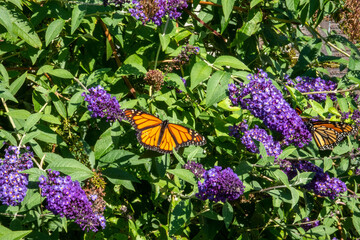 Butterfly on Butterfly Bush