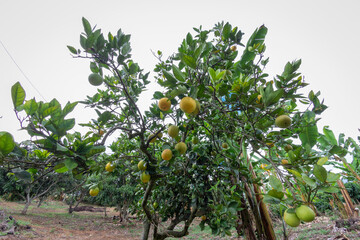 Fototapeta na wymiar Photography of an oranges drop, with oranges yellow in the Valle del Cauca state, Colombia. 