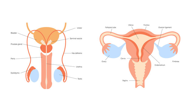 Reproductive system concept