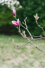 pink magnolia flowers blossom in the botanical garden