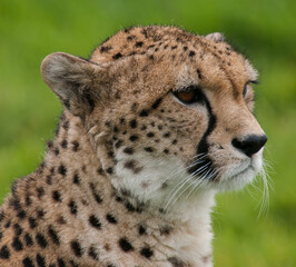 
wild cougar in its habitat