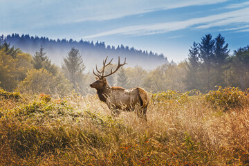 Elk with royal stags poses on a meadow in the Yosemite National Park