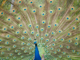 Fototapeta premium peacock in its natural habitat