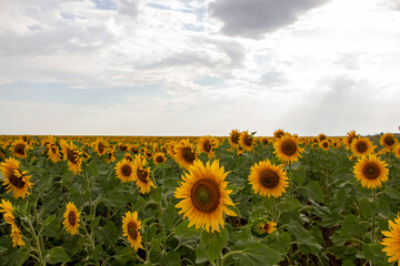 Sunflower field and sunflowers facing the sunrise.