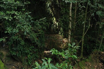 A view into a tropical rainforest, many shades of lights and a beam of light falling down from the canopy