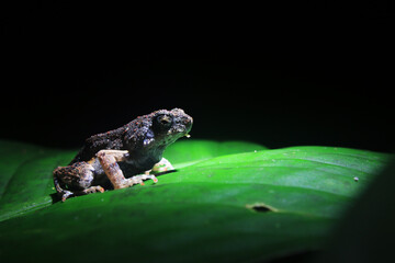 Fototapeta premium Peter's dwarf frog, Engystomops petersi, a dark brown frog or toad with orange dots standing on a bright green leaf with a black background