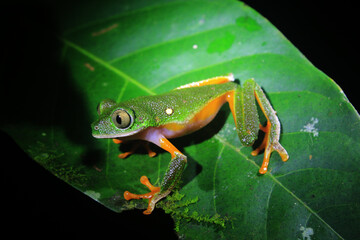 The tarsier leaf frog, Phyllomedusa tarsius, a bright green tree frog with an orange belly and legs sitting on a green leaf in the rainforest