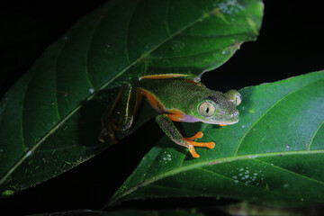 Obraz premium The tarsier leaf frog, Phyllomedusa tarsius, a bright green tree frog with an orange belly and legs from the side