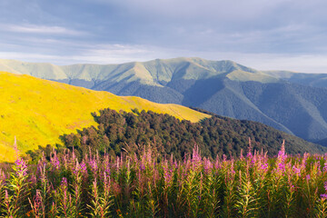 Obraz premium Pink blooming Sally flowers covered mountains meadow in summer time. Beauty sunset light glowing on a foreground. Landscape photography