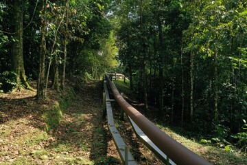 A large oil tube that is running through the forest with a small clearing at both sides