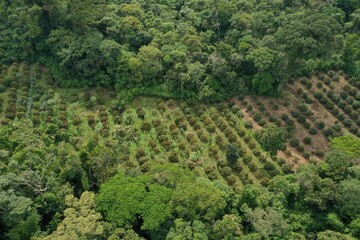 Fototapeta na wymiar Aerial view of a small plantation of achiote that is located within tropical rainforest and of which the left half has been planted recently