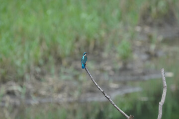 kingfisher in field