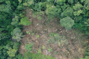 Bird eye view of patch of rainforest that has been deforested, showing the many dead trees still laying on the ground