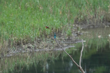 kingfisher in field