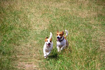 Happy dogs of the Jack Russell Terrier breed walk and run in the meadow, mating dogs and breeding.