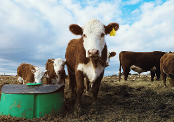 Hereford herd in farm field by mineral feeder, cow with calves close up. - obrazy, fototapety, plakaty