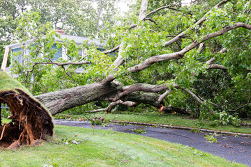 Tree falls over driveway and on to house during tropical storm Isaias