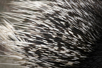 Naklejka premium Porcupine needle close-up. Zoology and fauna of mammals