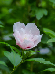 Close up pink camellia  in the garden /camellia ‘Shell Pink’ 