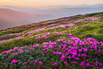 Obraz premium Rhododendron flowers covered mountains meadow in summer time. Purple sunrise light glowing on a foreground. Landscape photography