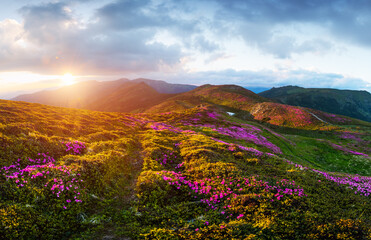 Naklejka na ściany i meble Rhododendron flowers covered mountains meadow in summer time. Purple sunrise light glowing on a foreground. Landscape photography