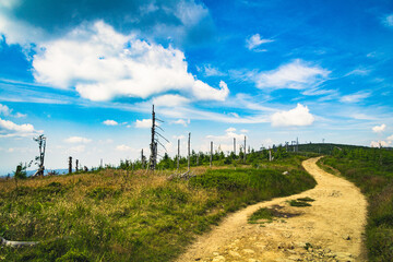 Samotna droga otoczona nietypową roślinnością © niwekewin