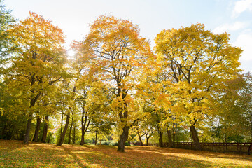 Naklejka premium Beautiful landscape of tall autumn trees in the forest with sunlight beaming through the leaves