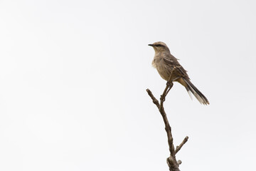 Bird from Serra da Canastra National Park - Minas Gerais - Brazil