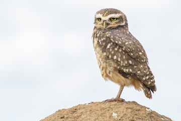 Owl from Serra da Canastra National Park - Minas Gerais - Brazil
