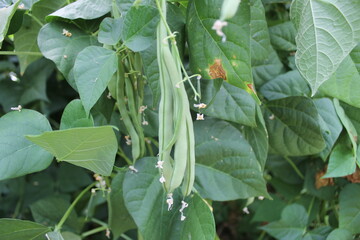 green pea pod