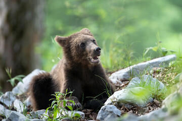 Fototapeta na wymiar Brown bears in Slovenia. European wildlife nature. Walking in Slovenia. Bear in the forest. 