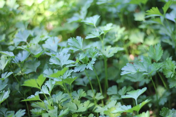 green leaves background