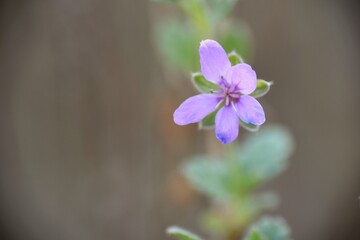 Pink flower of Erodium malacoides plant.