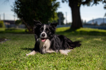 Nice Border Collie