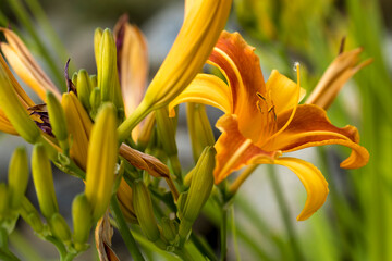 Fototapeta premium Close and open lilies.