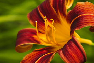 Macro of red and yellow lily. © Gregory Johnston