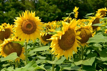 The flowers of the sunflowers are large-looking from the front on the ripening seeds.