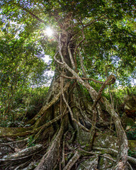 Beautiful and big roots of tree in the Serra da Canastra National Park