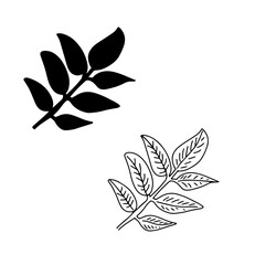 Hand drawn botanical ash leaf. Leaf silhouette. Line art, doodle, minimalism, modern style, vector floral graphic illustration.