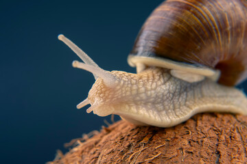Helix pomatia. grape snail on a coconut on a dark background. mollusc and invertebrate. gourmet protein meat food.