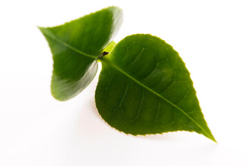 Fresh tea leaves on white