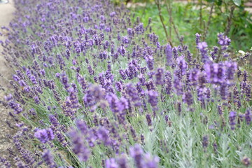 field of lavender