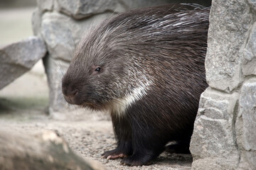 Porcupine on a background of stones. Zoology and fauna of mammals