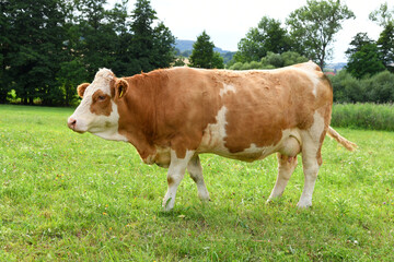 Fototapeta na wymiar Kühe in der Rhön