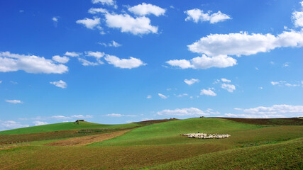 Idyllic Landscape Of Sicily With Hills Covered Of Green Grass And Flock Of Sheep With Shepherd Below White Clouds