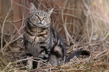 portrait of a photogenic gray striped cat on brown background  