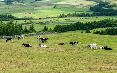 Manada de vacas na Ilha Terceira, Açores