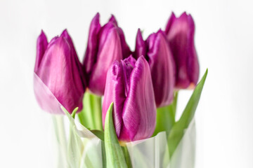 Tulips in a field of tulips. Bright tulips. Colorful tulips flower in the garden. Three beautiful tulips on a white background. copyspace