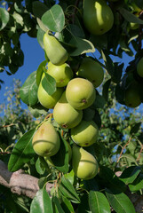 Tree With Fruits Pears On The Branches Are A Traditional Food Of Sicily Agriculture